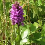 Brede orchis bij Berkel