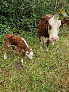 Er is een Herefordje geboren