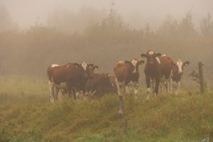 Marke Mallem bij mist