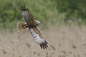 Bruine Kiekendieven in Marke Mallem