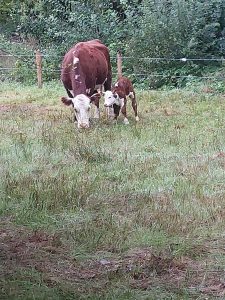 Natuur in de Marke